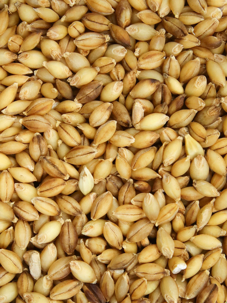 Organic Barley